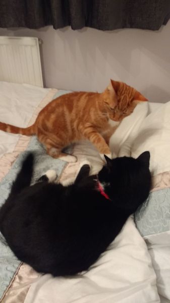 To not be enjoying my cats?