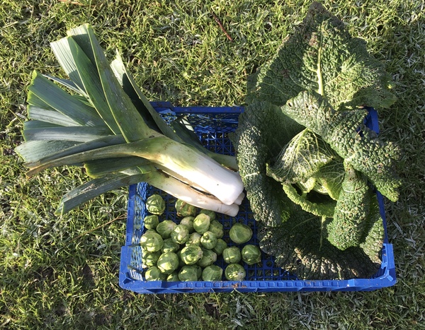 Allotment/Veg patch thread 11 'We bid  farewell to rainbow leaves but will keep plotting along'