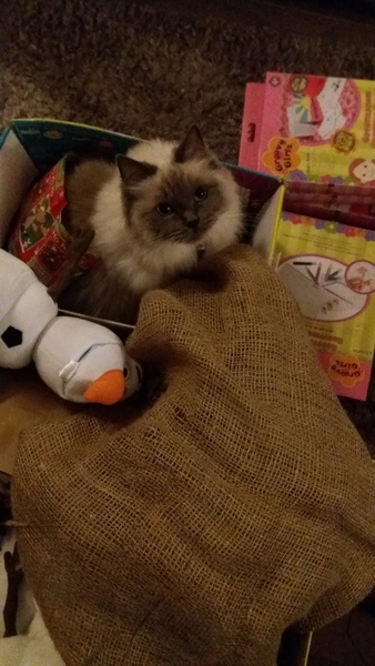 What's your DCat up to today? Episode 6, Return of the... Cats?