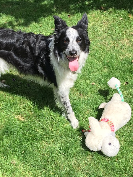 Puppy Survival Thread Part 5!