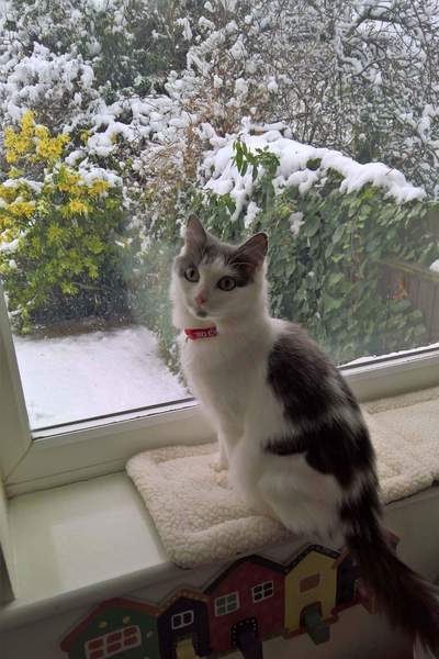 What is the best (or worst) thing you've bought for your cat?
