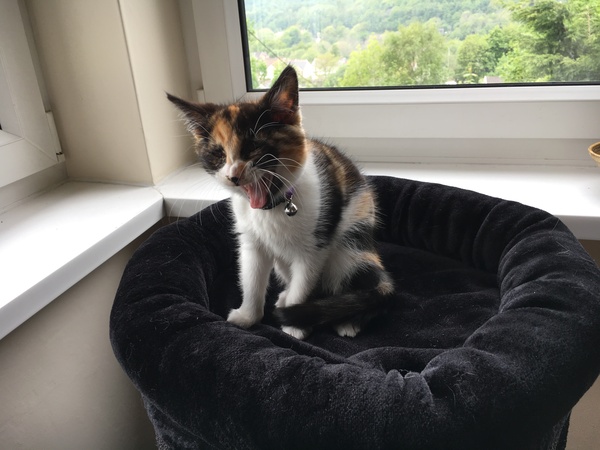 Show me your cat trees!