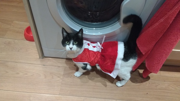 Christmas cats
