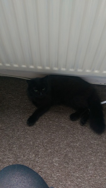 To ask what sort of voices your pets have when they speak