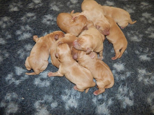 Our puppy has been born!