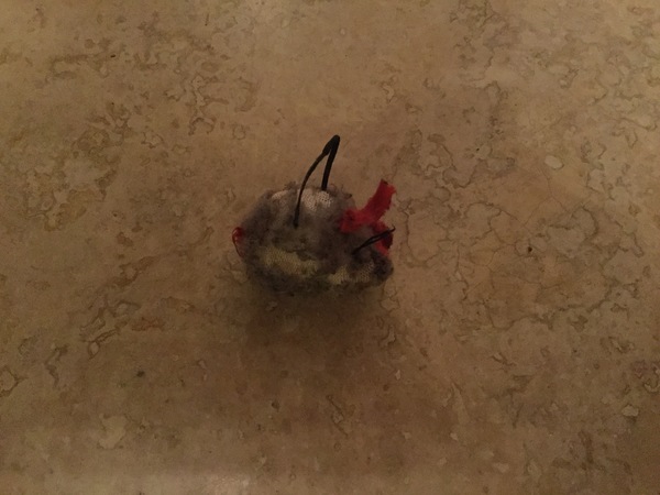 Is there one particular toy your cat is obsessed with?