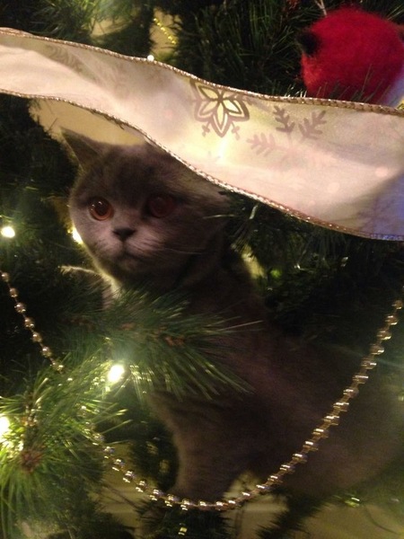 Cat climbing on christmas tree