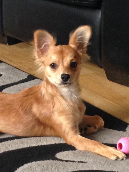 Guess the breed