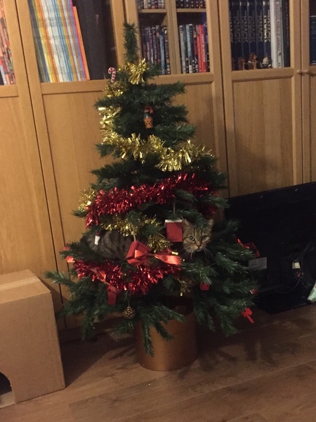 Christmas Cats