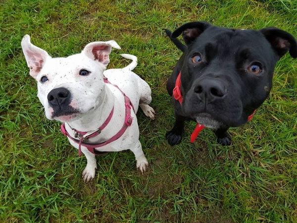 Why choose the breed you own?