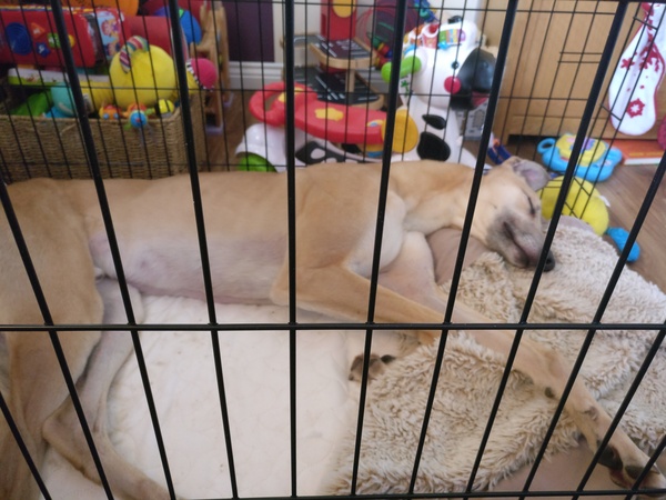 Greyhound coming for home check tomorrow