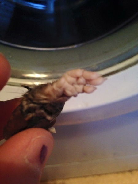 There is a lipstick going around in the washing machine that isn't mine.