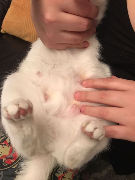 Could me cat be pregnant?