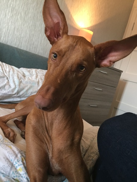 Greyhound coming for home check tomorrow