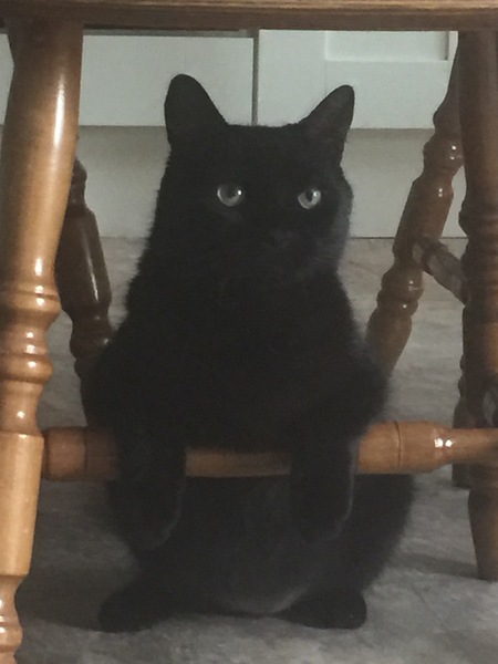 Behold my weird cute sleeping cat