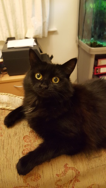 What's your DCat up to today? Episode 6, Return of the... Cats?