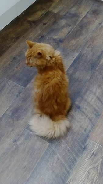 Please can we have a thread for cats no longer with us?