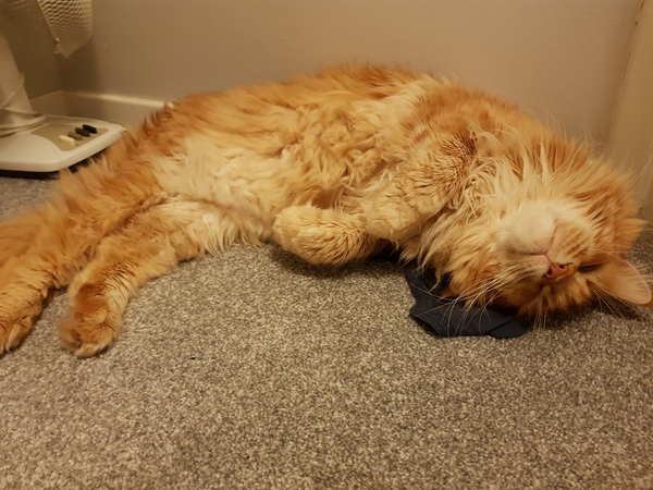 For Obie's would be wives...