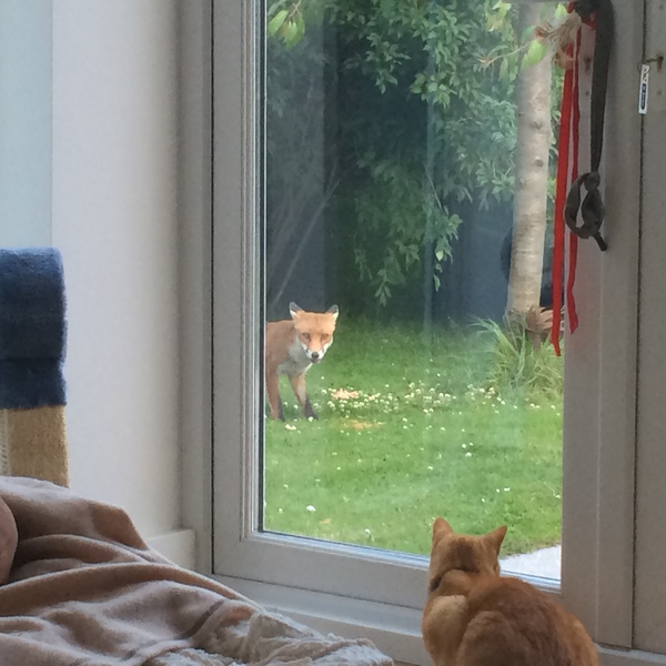 Cat TV!