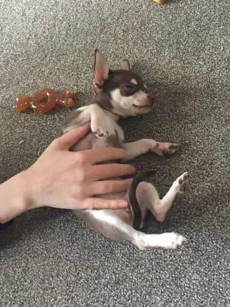 Puppy Survival Thread Part 5!