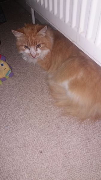 Sort of a rescue cat, advice needed please!