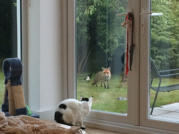 Cat TV!