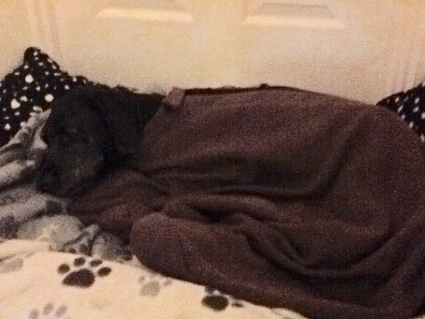 Lightweight dog coat which covers stomach for a Labrador