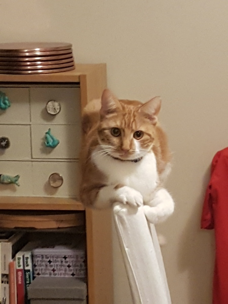 Is anyone else's cat judgemental??