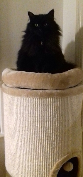 What's your DCat up to today? Episode 6, Return of the... Cats?