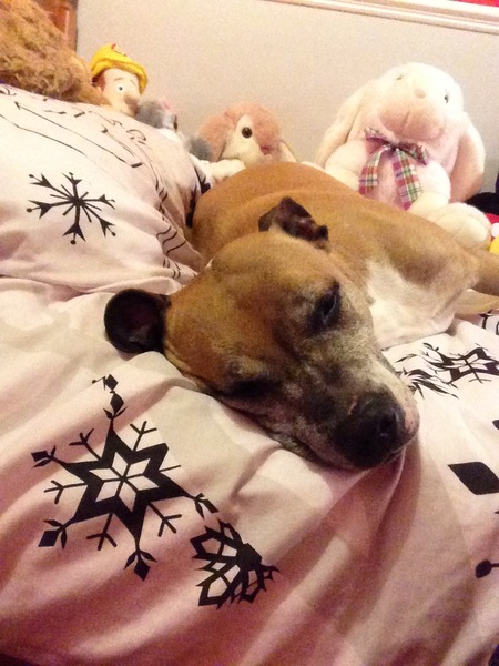 Very family friendly dog smaller than a Labrador?