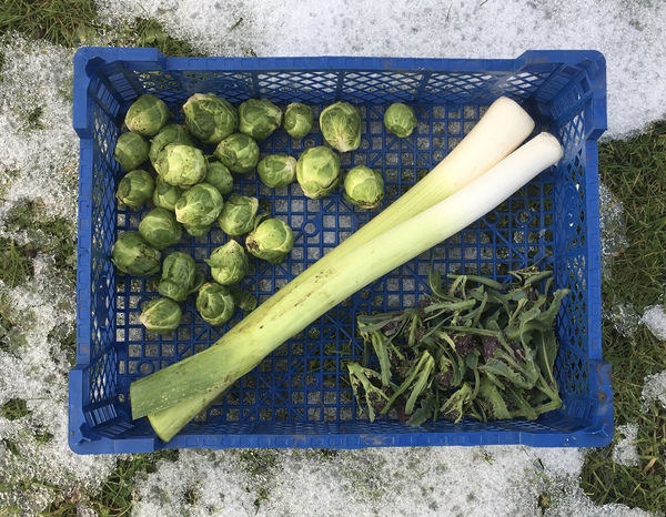 Allotment/Veg patch thread 11 'We bid  farewell to rainbow leaves but will keep plotting along'