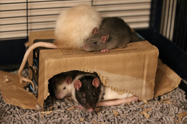 New ratties