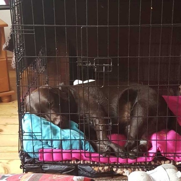 Ditching the crate or not?