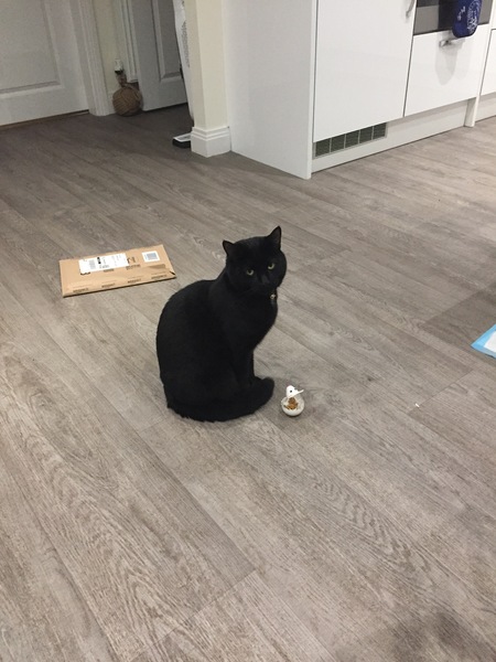 My cat is judging me!