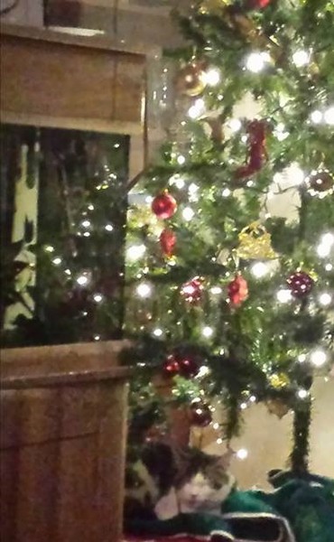 Cat climbing on christmas tree