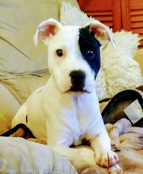 £1500 for a puppy??? Greedy breeders?