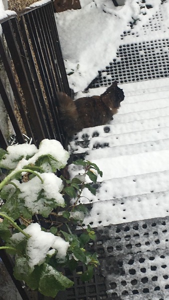 What's your DCat up to today? Episode 6, Return of the... Cats?