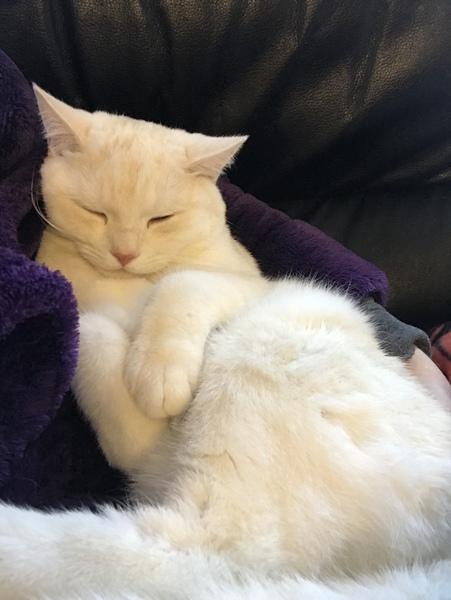 Behold my weird cute sleeping cat