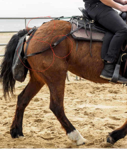 AIBU - Horse riders pick up poo?