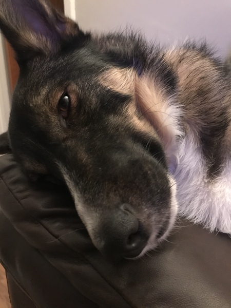 You don't have a "rescue", you have a fucking dog!