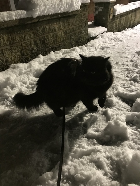 What's your DCat up to today? Episode 6, Return of the... Cats?