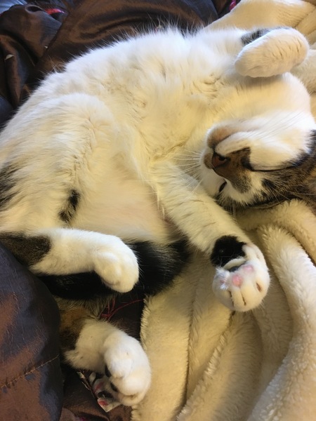 Behold my weird cute sleeping cat