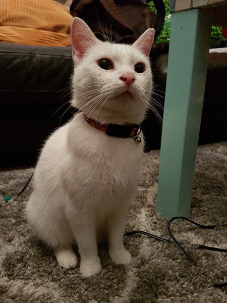Just took on an unexpected & deaf cat
