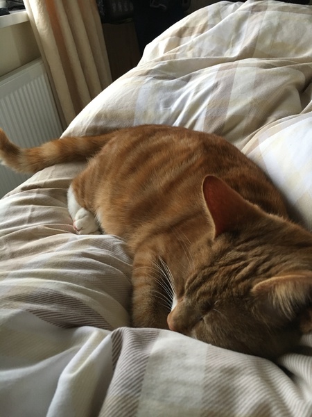 To want a cat :(