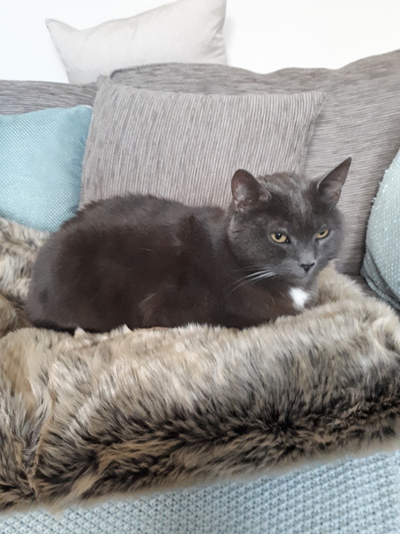Advice needed-regular 'visitor' has destroyed my cat's confidence!