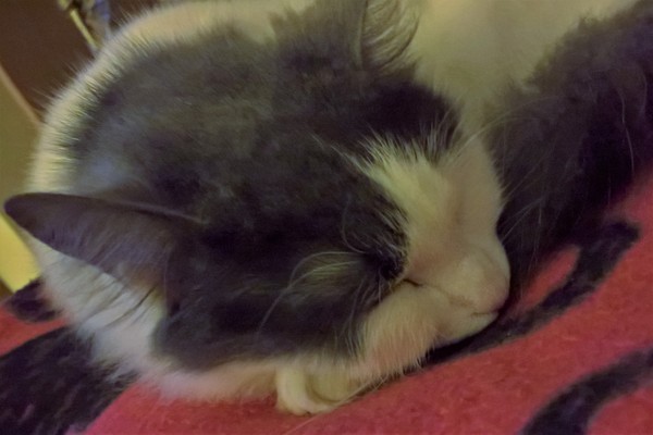Very active cat?