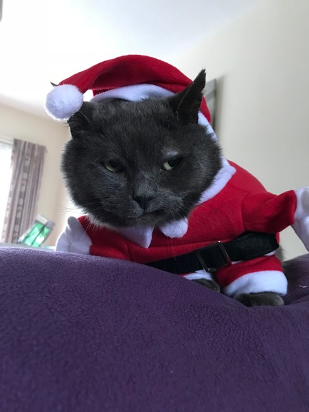 What's your DCat up to today? Episode 6, Return of the... Cats?