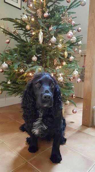 Spaniels