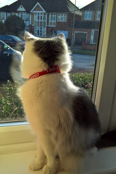 Cat TV!