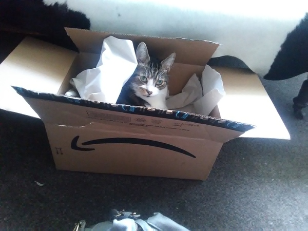 The adventures of Newerboy